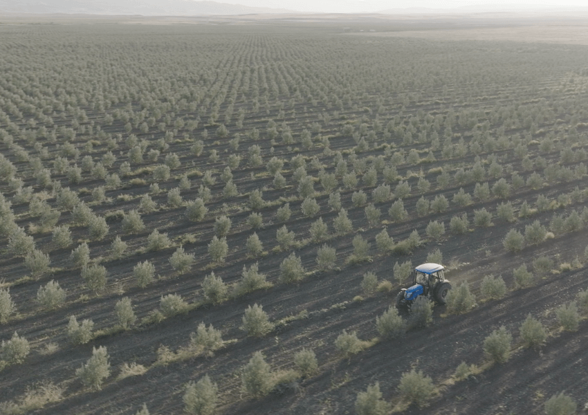 GEORGIAN OLIVE CORPORATION