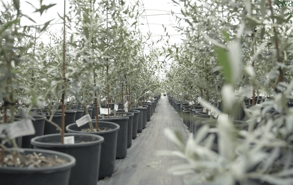 GEORGIAN OLIVE CORPORATION