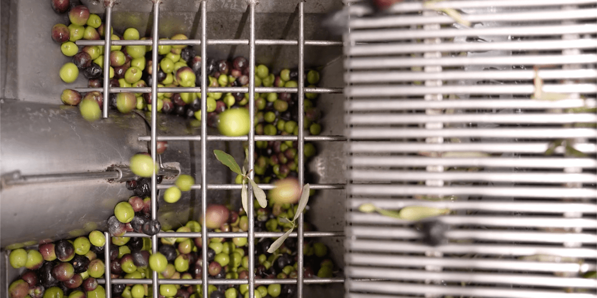 GEORGIAN OLIVE CORPORATION