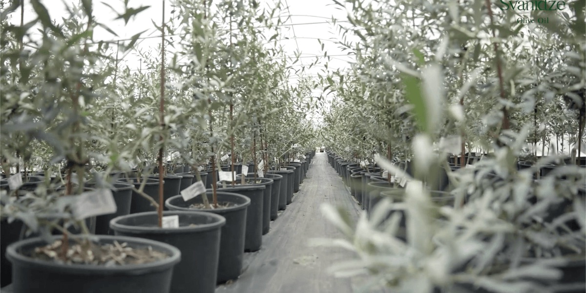GEORGIAN OLIVE CORPORATION