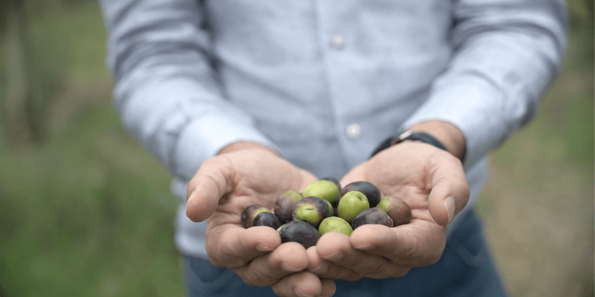 GEORGIAN OLIVE CORPORATION