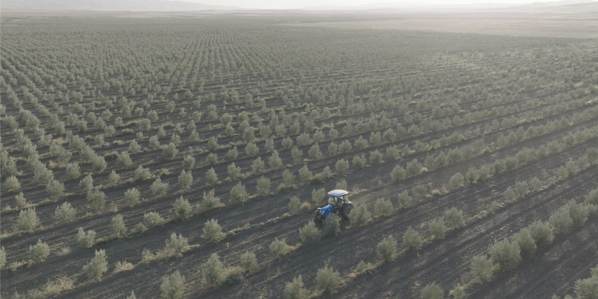 GEORGIAN OLIVE CORPORATION